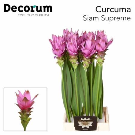 <h4>Curcuma Al Siam Supreme X16</h4>