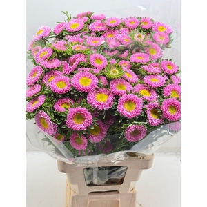 Callist Mats Light Pink