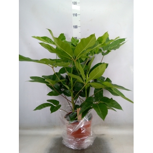 Schefflera actin. 'Amate'