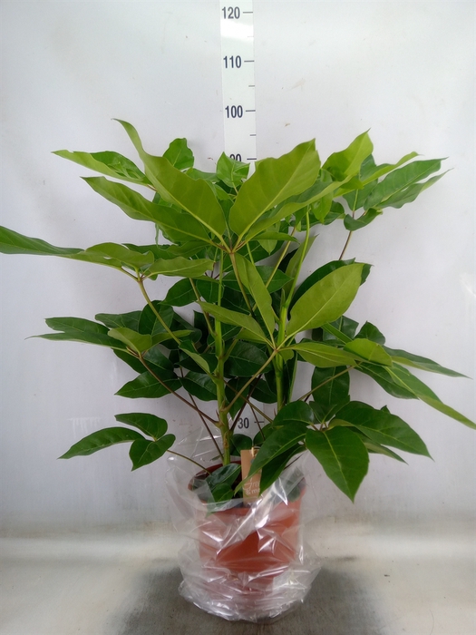 <h4>Schefflera actin. 'Amate'</h4>