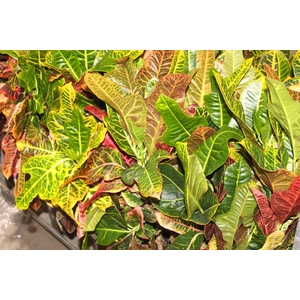 CROTON HIB VARIADO P24