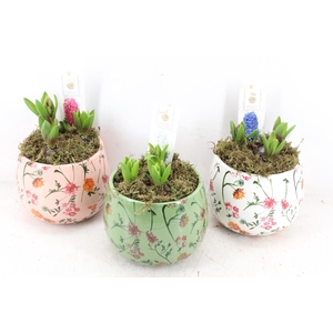 arr4 Hyacint FL - Early springtime rond x3
