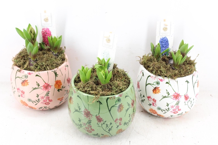 <h4>arr4 Hyacint FL - Early springtime rond x3</h4>
