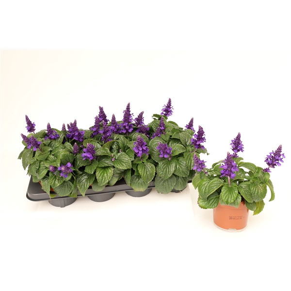 <h4>Salvia 'Mystic Spires' Blue</h4>