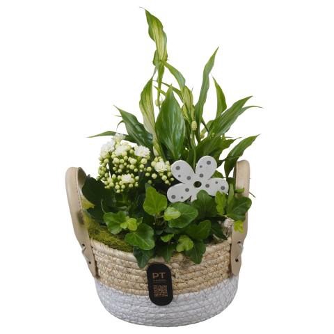 <h4>PTIB5231 Arrangement Indoor in rieten mand</h4>