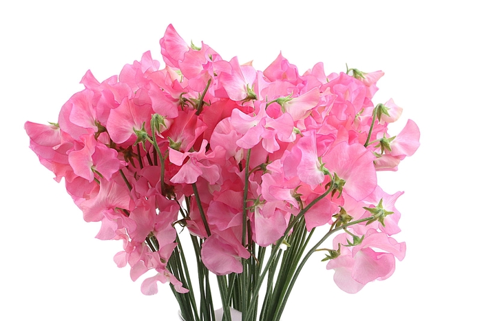 <h4>Lathyrus Sunshine Rose</h4>