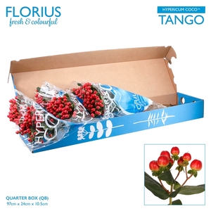 Hypericum Coco Tango TMQ