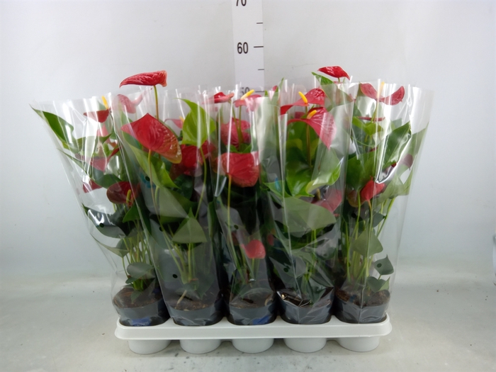 <h4>Anthurium andr. 'Karma Red'</h4>