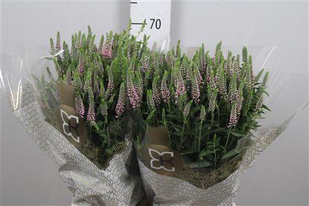 <h4>Veron L Skyler Pink</h4>