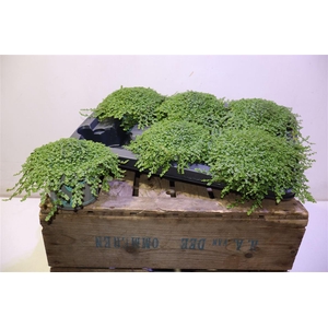 arr8 Solei Sol Groen