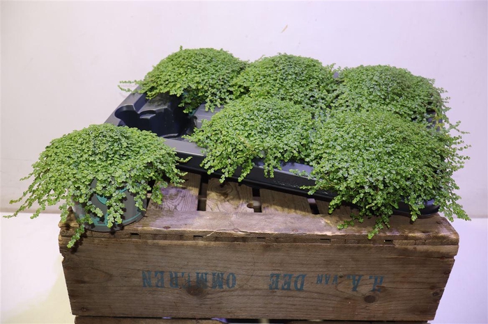 <h4>Solei Sol Groen</h4>