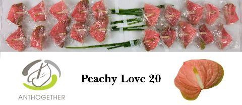<h4>Anth A Peachy Love 9 cm X20 Evanty</h4>