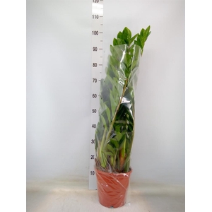 Zamioculcas zamiifolia