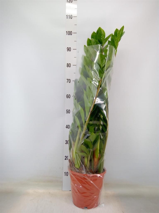 <h4>Zamioculcas zamiifolia</h4>