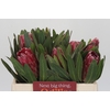 Protea Lancelot
