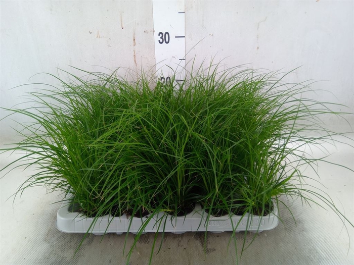 <h4>Carex brunnea</h4>