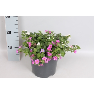 Perkplanten 19 cm Bacopa Happy Colours 3 kleuren