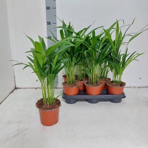 DYPSIS LUTESCENS