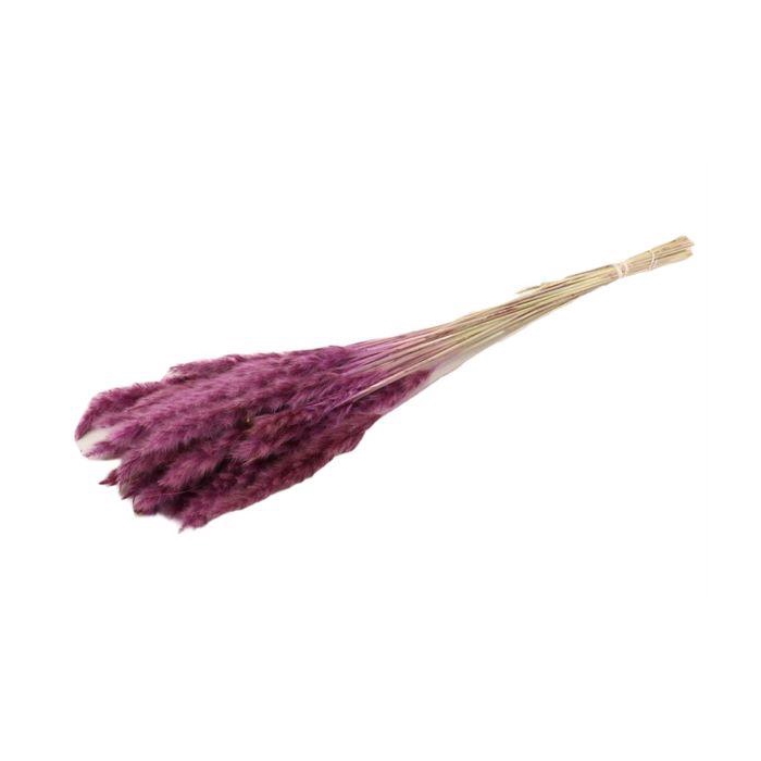 <h4>Bunch Fluffy Pampas Sleeved 70g L70</h4>