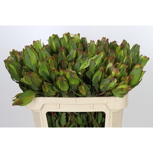 Leucadendron Laurel Yellow Spray