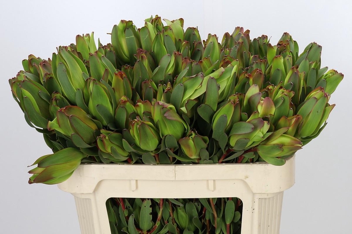 <h4>Leucadendron Laurel Yellow Spray</h4>