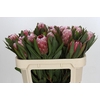 Protea Pink Ice