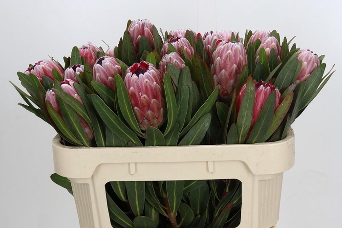 <h4>Protea Pink Ice</h4>