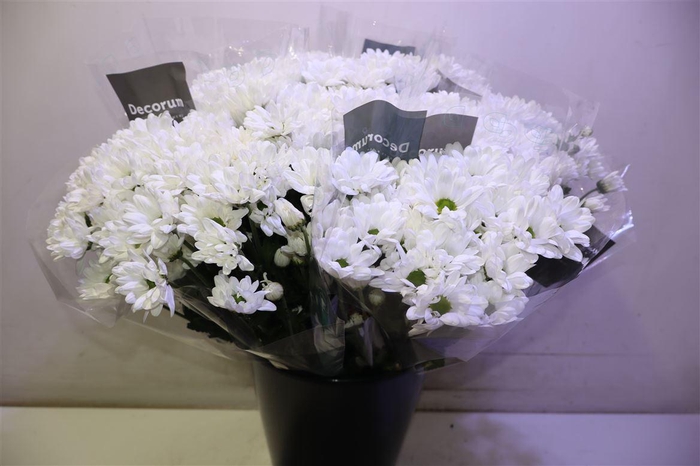 <h4>Chr T Chic X5</h4>