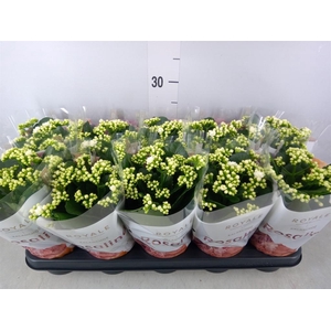 Kalanchoe blos. 'RosDon Dione'