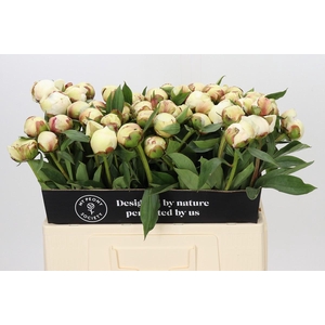 Paeonia Dr F.G. Brethour