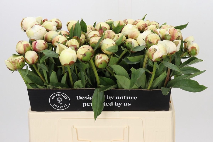 <h4>Paeonia Dr F.G. Brethour</h4>