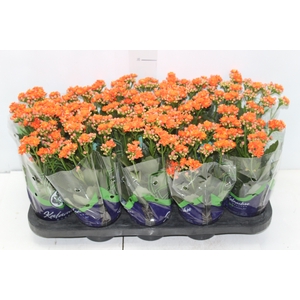 KALANCHOE DOBRADO P11 LARANJA