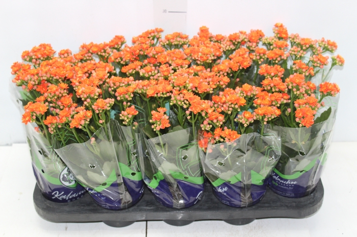KALANCHOE DOBRADO P11 LARANJA