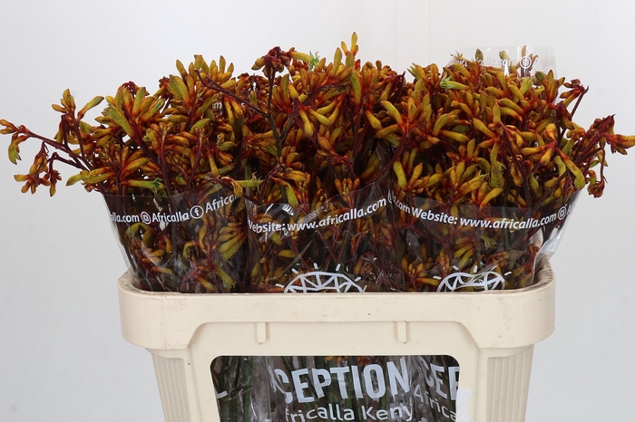 <h4>Anigozanthos Gold Fever</h4>