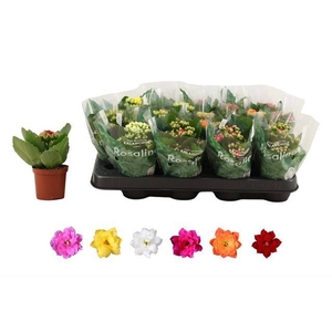Kalanchoe bl Rosalina mix 6 colors 7Ø 15cm