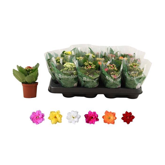 <h4>Kalanchoe bl Rosalina mix 6 colors 7Ø 15cm</h4>