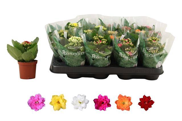 Kalanchoe bl Rosalina mix 6 colors 7Ø 15cm