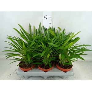 Pachypodium lamerei