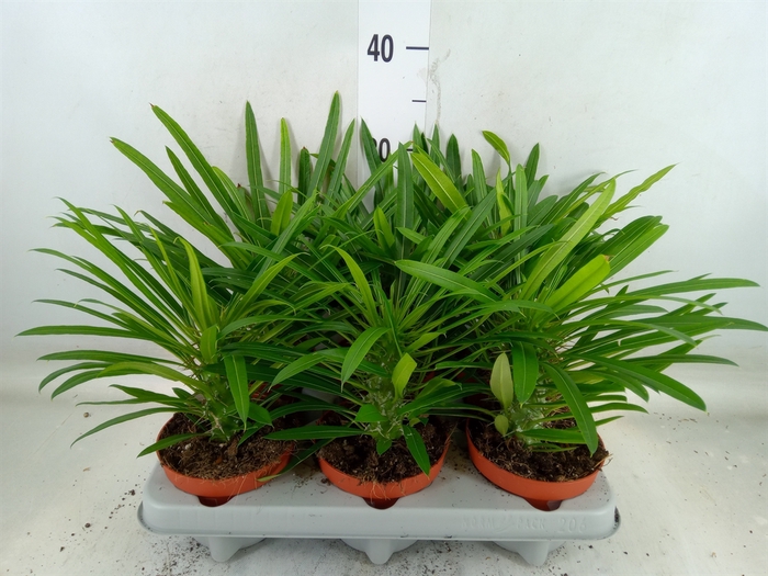 <h4>Pachypodium lamerei</h4>