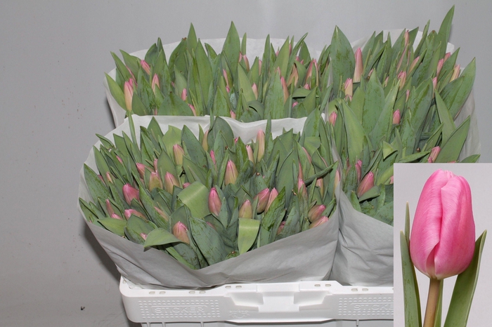 <h4>TU EN JUMBO PINK</h4>