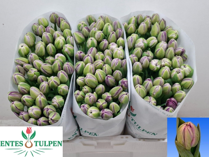 <h4>TU DU SAIGON DOUBLE</h4>