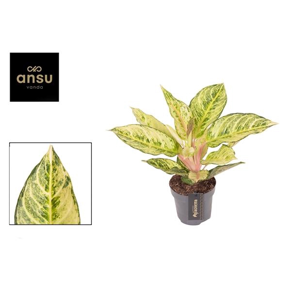 <h4>Aglaonema Chartreuse Pretty</h4>