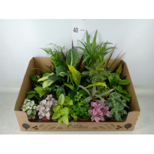 Planten Groen   ...mix 24