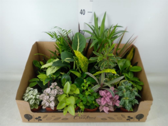 <h4>Planten Groen ...mix 24</h4>