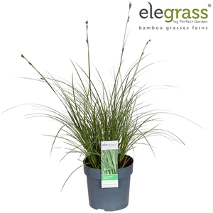 Carex brunnea Variegata P14