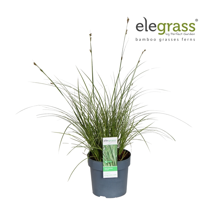 <h4>Carex brunnea Variegata P14</h4>