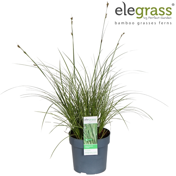 <h4>Carex brunnea Variegata P14</h4>