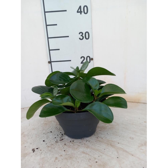 <h4>PEP OBT VARIEGATA</h4>