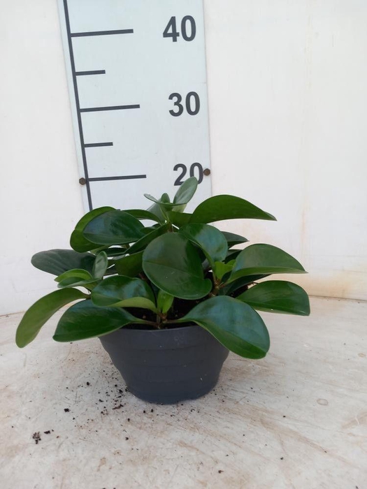 <h4>PEP OBT VARIEGATA</h4>