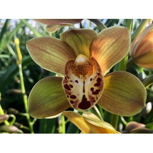 Cymbidium Mini Teeflor X10 Leekade